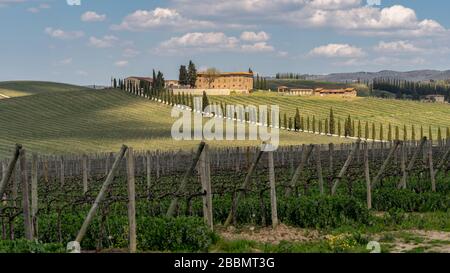 Cypress Alley führt zum Bauernhaus in der Toskana, Italien. Stockfoto