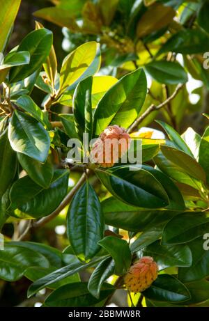 Magnolia Grandiflora Baum, mit Samenschote und roten, reifen Samen. Gattung der blühenden Pflanzen in der Familie Magnoliaceae Stockfoto