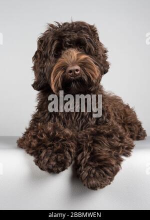 Schokolade/Braunes Australisches Labradoodle Stockfoto