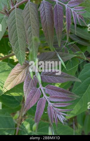 Neugeborene Blätter von Ailanthus altissima, dem Baum des Himmels Stockfoto