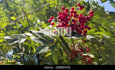 Rowan mit einem Haufen roter reifer Beeren. Rowan Nahaufnahme auf einem Hintergrund von Himmel und grünen Blättern. Stockfoto
