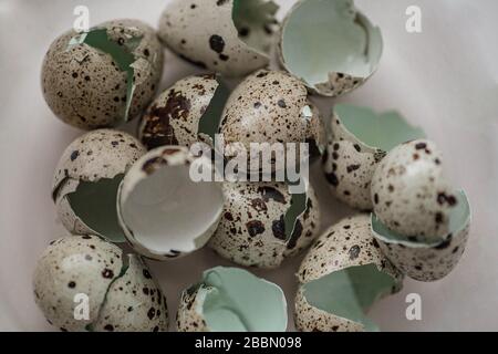 Hintergrund der Wachtelschale. Die Struktur der zerbrochenen Wachteleier. Die schöne gepunktete Eggshell mit Wachteln ist innen blau. Stockfoto