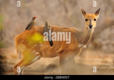 Juvenal Southern reedbuck (Redunca arundinum) mit Rotschnabeloxpeckern (Buphagus erythrorhynchus) auf ihrem Rücken Stockfoto