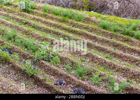 Sataf Reserve. Heute ist es ein touristischer Ort, auf dem alte landwirtschaftliche Techniken ausgestellt sind, die im Jerusalemer Gebirge verwendet werden. Alte Anlagemethoden, Stockfoto