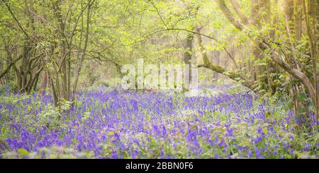 Bluebell Forest. England, Großbritannien Stockfoto