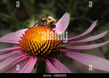 Eine Bumble Bee hilft, eine Echinacea Blume im Gring's Mill Park zu bestäuben Stockfoto