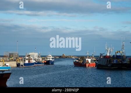 Angelboote und Vergnügungsboote auf Farne Island, die am Hafen von Seahouses, Northumberland, England, angeln Stockfoto