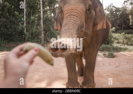 Elefantenfütterung. Porträt eines niedlichen Elefanten, der einen behaarten Stamm für eine Banane streckt. Elefantenrüssel nah an. Safari Park, Phu Quoc Insel, Vietnam. Stockfoto