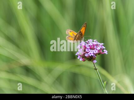 Gartenanlagen in englischer Sprache. Gatekeeper Schmetterling auf violettem Verbena. Towcester, Northamptonshire, Großbritannien Stockfoto