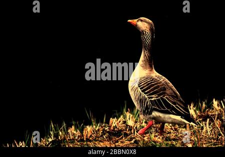 UK Wildlife, Kanadische Gans mit schwarzem Hintergrund. Stowe, Northamptonshire, England Stockfoto