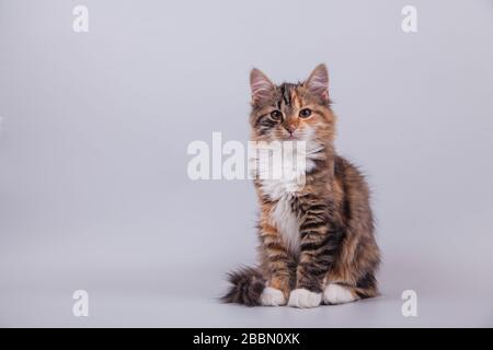 Kleine sibirische Jungtiere auf grauem Hintergrund. Katzen-Sitzen Stockfoto