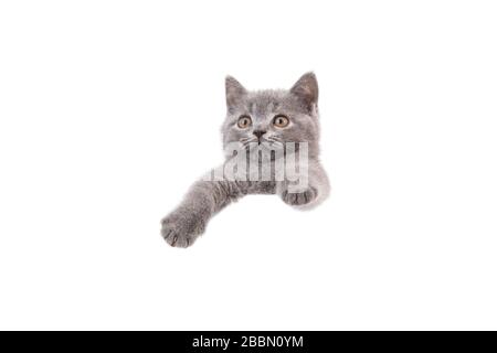 Kätzchen Britisch blau grau auf weißem Hintergrund. Katzen-Peeking von hinten Stockfoto