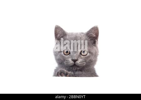 Kätzchen Britisch blau grau auf weißem Hintergrund. Katzen-Peeking von hinten Stockfoto