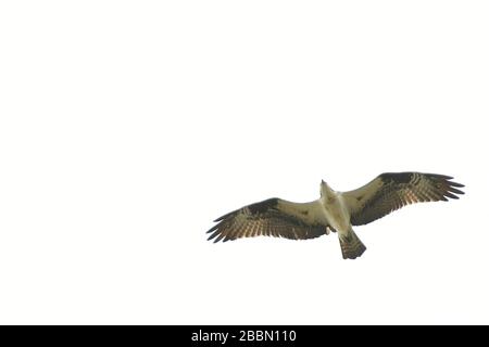 Osprey in der Ansicht nach oben Stockfoto