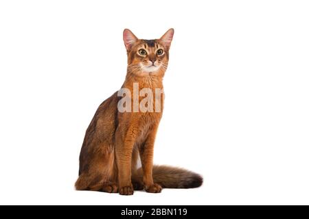 Somali-Katze auf weißem Hintergrund. Katzen-Sitzen Stockfoto