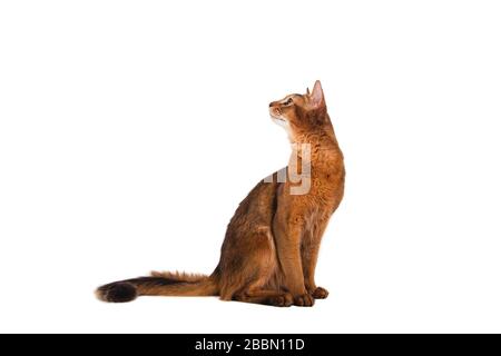 Somali-Katze auf weißem Hintergrund. Katzen-Sitzen Stockfoto