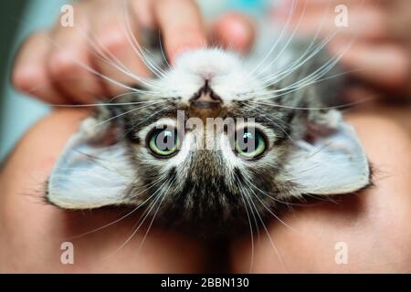 Süße kleine Kätzchen, die auf dem Kopf liegen, in der Runde ihres Besitzers genießen. Nahaufnahme Stockfoto