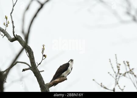 Osprey thront auf Baumzweig Stockfoto