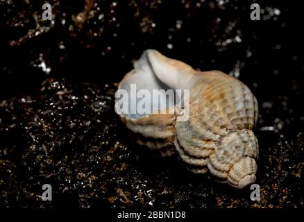 Seashell on th stone background Stockfoto