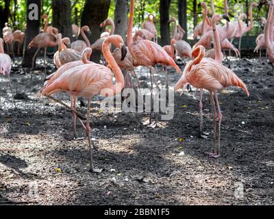 Closeup Group of American Flamingo in Tropical Nature Stockfoto