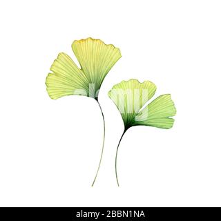 Aquarell Ginkgo-Blätter. Zwei transparente Blumenmussen isoliert auf Weiß. Handgemalte Kunstwerke mit Maidenhaar-Baum. Realistische und botanische Illustration Stockfoto