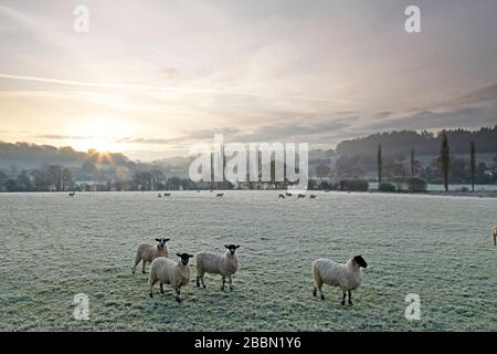 Schafe bei Sonnenaufgang in der Nähe des Dorfes Sutton Mandeville in Wiltshire. Stockfoto