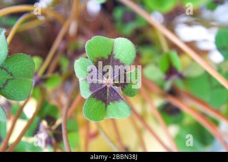 Vierblättriges Kleeblatt für etwas Glück, ST. patricks Tag Kleeblatt Stockfoto