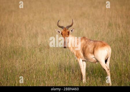 Kongoni, Alcelaphus buselaphus, im Masai Mara National Reserve. Kenia. Afrika. Stockfoto