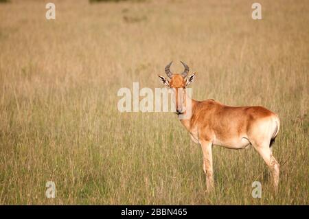 Kongoni, Alcelaphus buselaphus, im Masai Mara National Reserve. Kenia. Afrika. Stockfoto