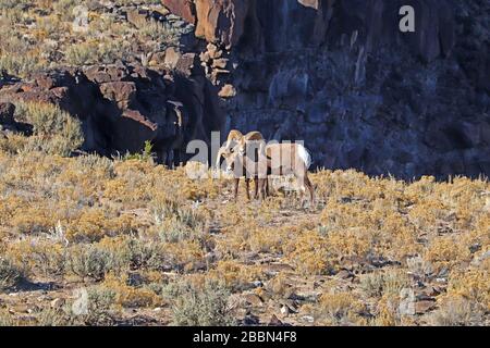 Zwei Widder von Rocky Mountain Bighorn-Schafen (Ovis canadensis) auf dem Hochplateau über dem Fluss Rio Grande bei Taos, New Mexico im Herbst Stockfoto