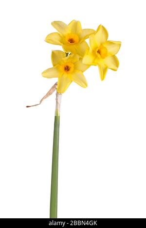 Stamm mit drei gelben und orangefarbenen Blumen des Narcissus tazetta von N. jonquilla hybrid daffodil cultivar Hoopoe isoliert vor einem weißen Hintergrund Stockfoto