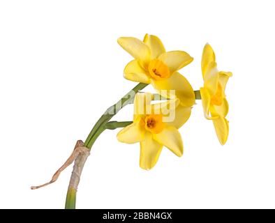 Stamm mit drei gelben und orangefarbenen Blumen des Narcissus tazetta von N. jonquilla hybrid daffodil cultivar Hoopoe isoliert vor einem weißen Hintergrund Stockfoto