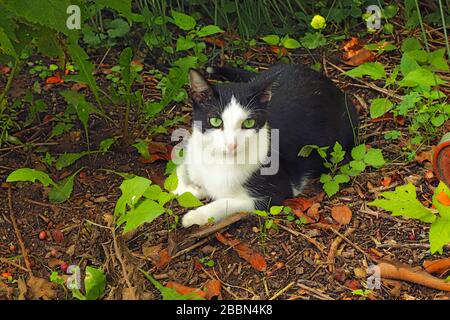 Eine grün-äugige, schwarz-weiße heimische Kurzhaarkatze (Felis catus) außerhalb von der Vegetation umgeben Stockfoto