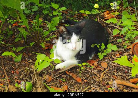 Eine grün-äugige, schwarz-weiße heimische Kurzhaarkatze (Felis catus) außerhalb von der Vegetation umgeben Stockfoto