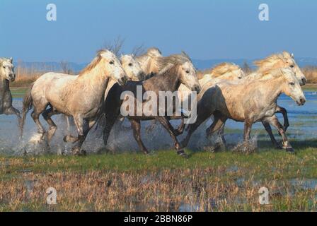 Camargue Pferde, die im Sumpf laufen; Camargue; Bouches du Rhône; France Chevaux de Camargue galopant dans les marais; Camargue; Bouches du Rhône; P. Stockfoto