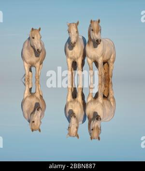 Camargue-Pferde im Wasser, geleitet von Bouches du Rhône, Frankreich Stockfoto