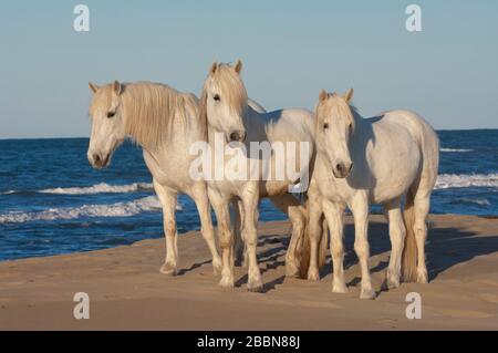 Camargue Pferde am Strand, Bouches du Rhône, Frankreich Stockfoto