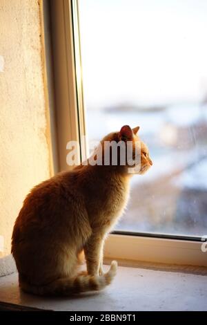 Süße Ingwerkatze, die auf der Fensterbank sitzt. PET schaut aus dem Fenster Stockfoto