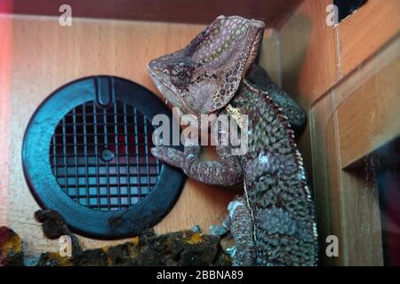 Chameleon Eidechse in einem Terrarium. Camouflage tropische Echse im Inneren von Glas. Stockfoto