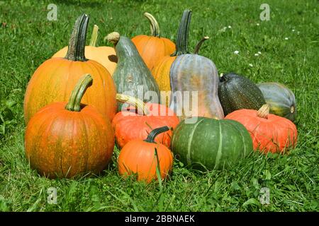 Gruppe von Gemüsebesetzern und Kürbissen. Frische Ernte Stockfoto