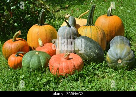 Kürbisse und Kürbisse ernten auf Gras Stockfoto