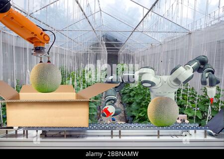 Industrieroboter, der für die Landwirtschaft zum Verpacken der Melone ankam, legte die Melone über Förderband, Industrie 4.0 und Smart Farm auf Stockfoto