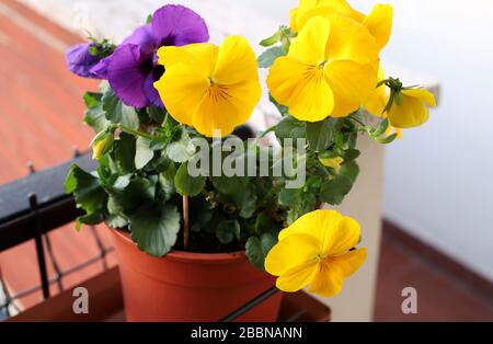 Schöne gelbe und violette, zauberhafte Blumen. Frühling schöne Balkonblüten. Nahaufnahme. Stockfoto