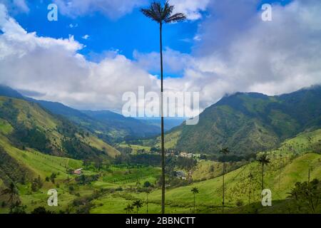Die höchsten Palmen der Welt im Tal des kolumbianischen Nationalparks Los Nevados befindet sich das Valle de Cocora Stockfoto