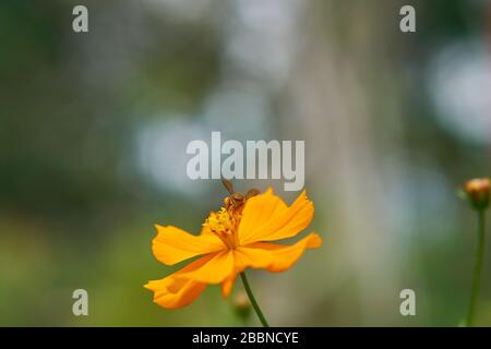Orange Kosmos Blume mit grünen Blättern im Garten, Java, Indonesien Stockfoto