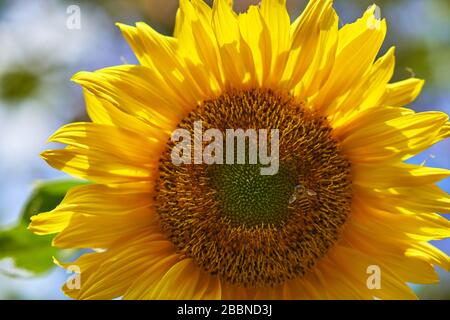 Makroaufnahme eines leuchtend gelben Sonnenblumenkopfes, der komplizierte Fibonacci-Spiralkernmuster zeigt, Java, Indonesien. Stockfoto