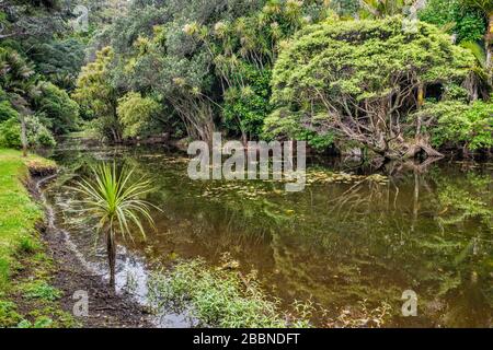 Lily Pond, Regenwald, Claude Abel Reserve, Waitakere Ranges Regional Park, in der Nähe von Piha, Auckland Region, North Island, Neuseeland Stockfoto