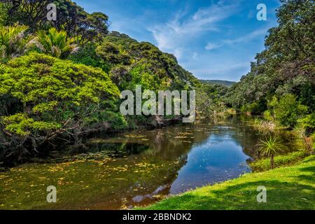 Lily Pond, Regenwald, Claude Abel Reserve, Waitakere Ranges Regional Park, in der Nähe von Piha, Auckland Region, North Island, Neuseeland Stockfoto