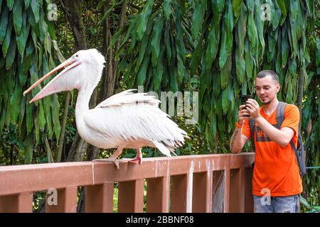 Ein Kerl nimmt ein selfie neben einem weißen Pelikan in einem grünen Park. Vogelbeobachtung. Stockfoto