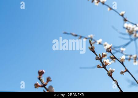 Wunderschönes Blumenkonzept des Frühlings, Natur. Äste eines blühenden Aprikosenmakros mit weichem Fokus auf einem Hintergrund eines sanften blauen Himmels. Die Natur wacht auf Stockfoto